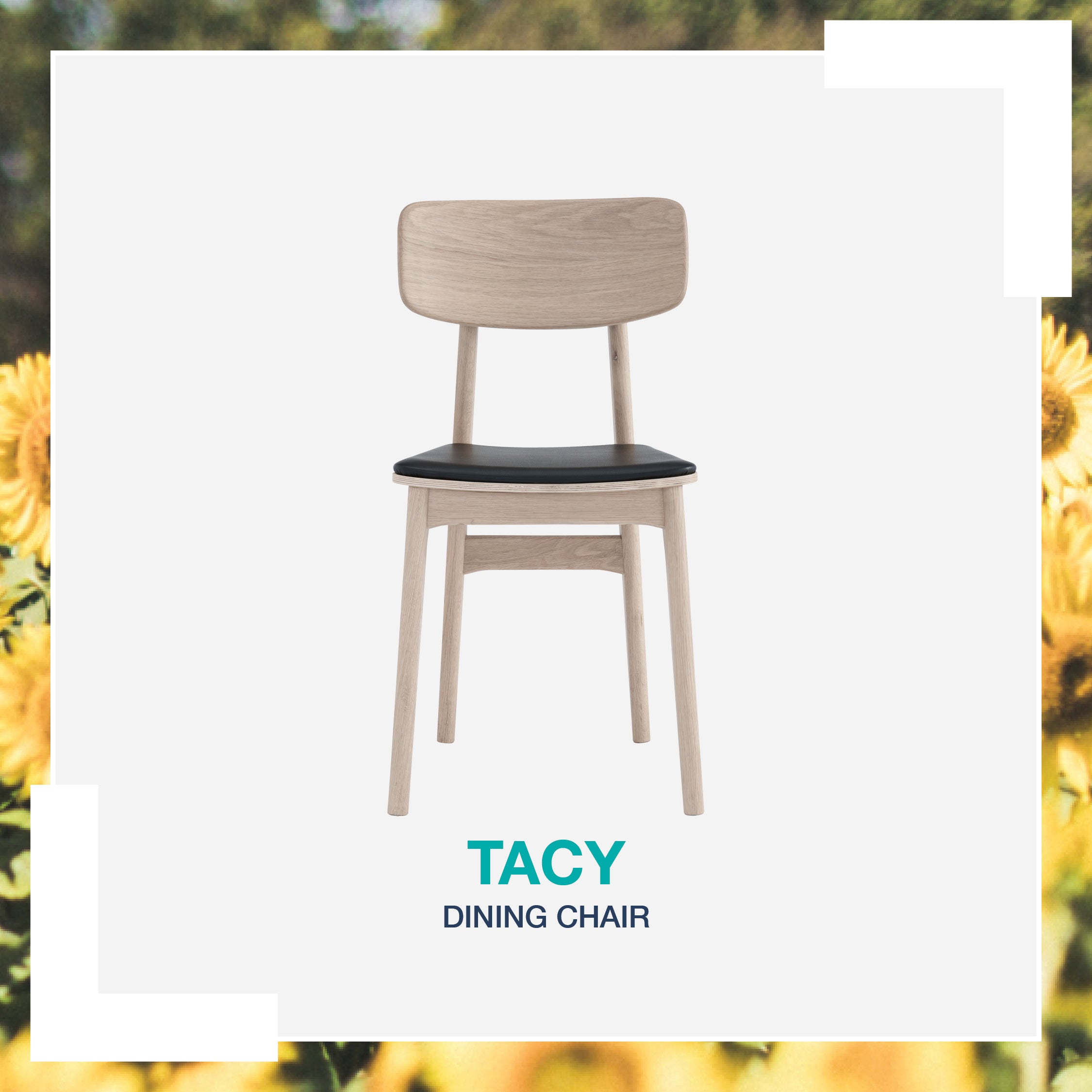 (2set) Tacy dining chair with White Wash leg, Espresso colour Premium Vinyl seat